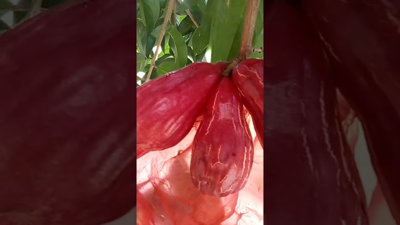 Cara Merawat Jambu Agar Bisa Besar