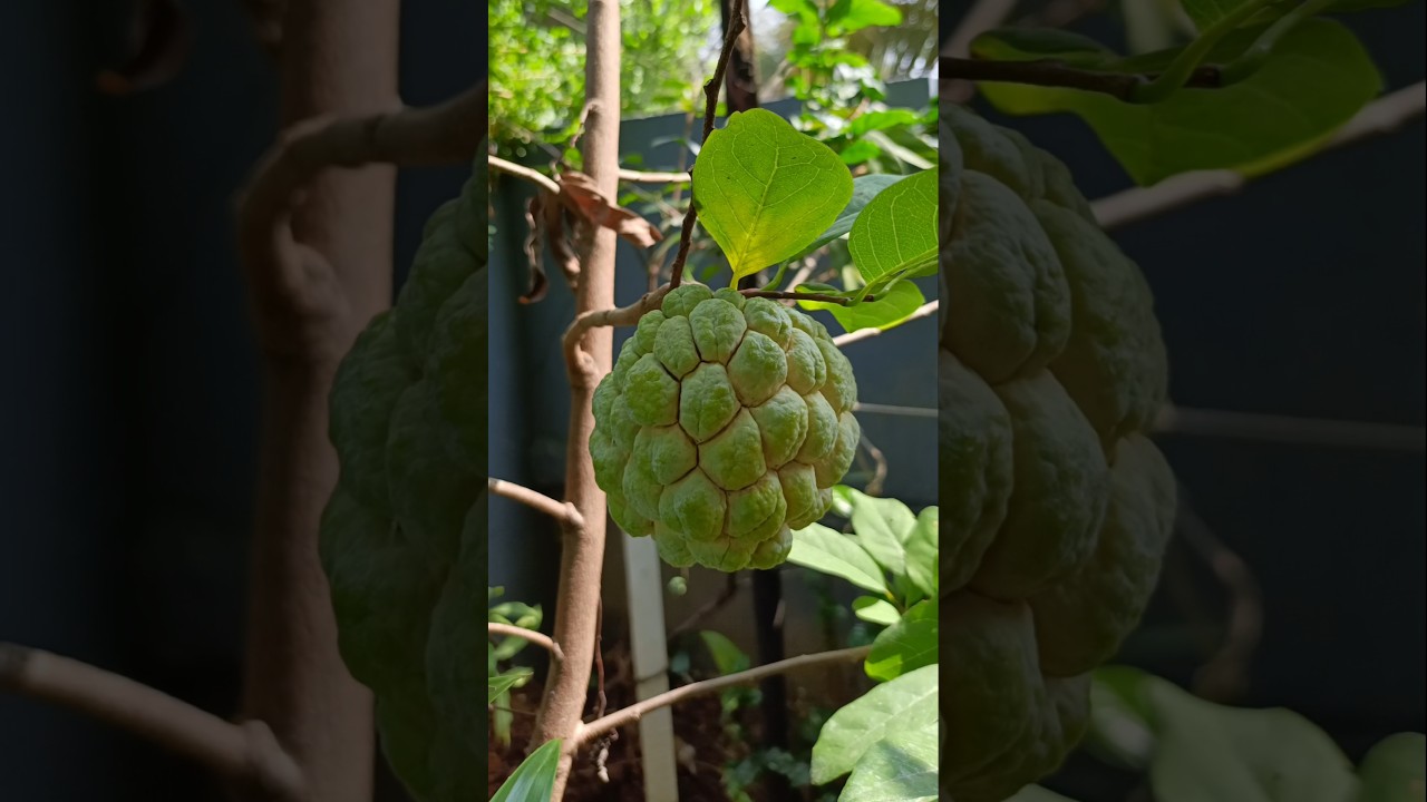 #Shorts#HarvestingCustardApple#AtHomeGarden#😊