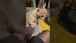 Needy French Bulldog Demands More Pets