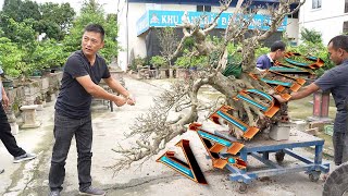 NAMLE BONSAI CHỈNH SỬA VÀ ĐỊNH HÌNH VẬT DÁNG MỘT CỐT SANH 3 VAI CỦA EM 