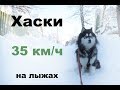 Хаски в упряжке! На лыжах!