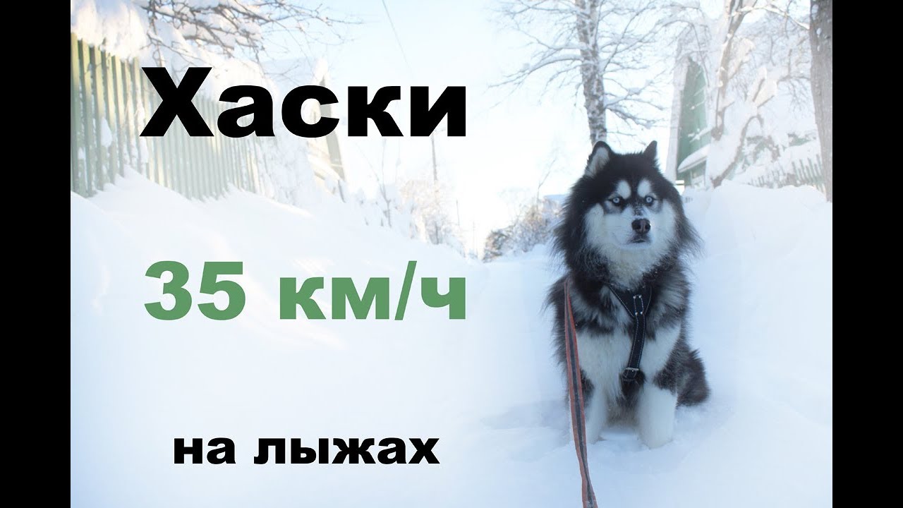 Хаски в машине