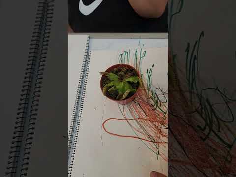 파리지옥에게 펜을 먹이면 생기는 일