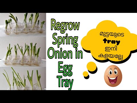 How to Regrow Spring Onion in Egg tray | Regrow Spring Onion in Water | Egg tray reuse | LEKHALOKaM