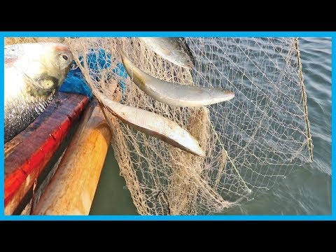 Hilsa Fish Dancing Live on ilish Fishing Net | Fish Corn - YouTube Hilsa Fish Dancing Live on ilish Fishing Net | Fish Corn - YouTube