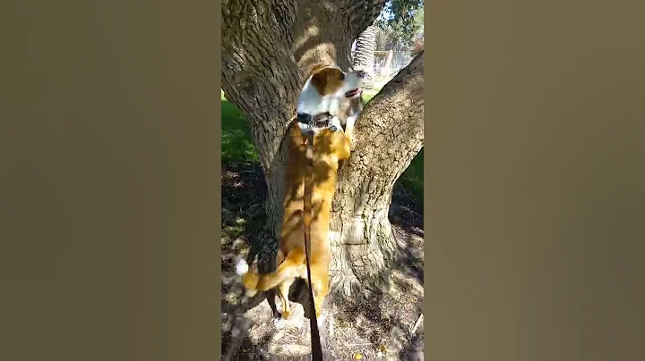 comet and the squirrel