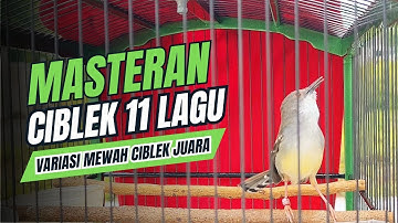 Burung CIBLEK KRISTAL Gacor Ngebren 12 Variasi Mewah Untuk MASTERAN BURUNG Ciblek Semi dan Pancingan