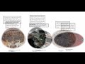 True Everything Size Comparison Cooperation Universe Part 1270