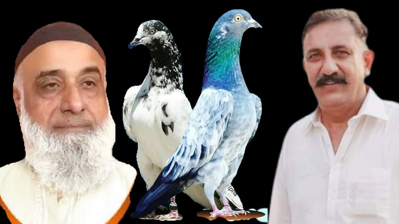 Ustad Raja Ustad Raja Kaka Iftikhar Jhelum Pigeon Ustad Haji Muhammad Yusuf - YouTube