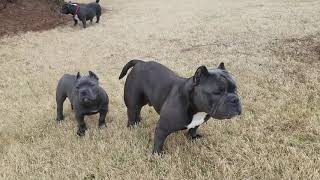 Minibulls They Little And Big At The Same Time