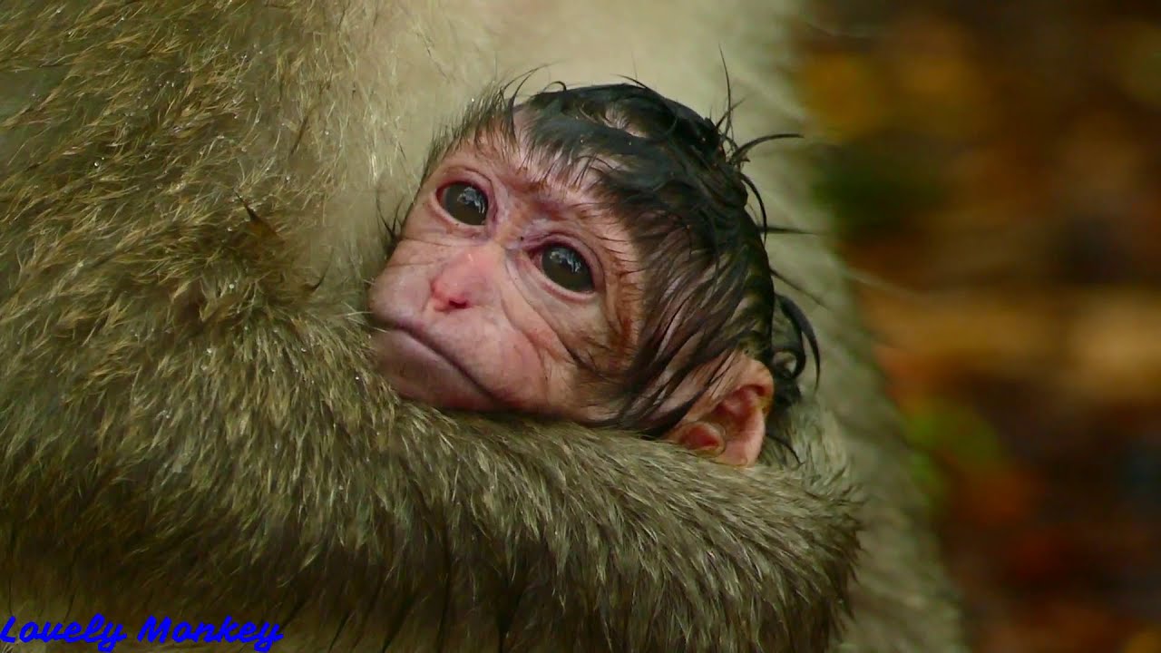 Pity Poor Baby Lizza Look Weakness and Hungry | Poor Newborn Baby Not Yet Get Milk From Mother Lizzy