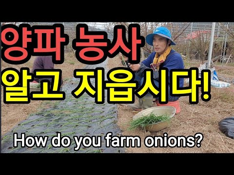 양파 농사 제대로 알고 짓자! How do you farm onions?