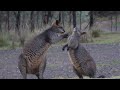 Swamp Wallaby Behaviour in the Wild | Stunning, Sony A1 Footage.
