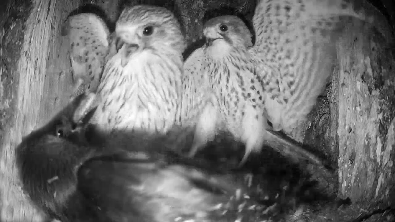 Kestrels vs Jackdaws: Nest Battles Continue  | Athena & Apollo | Robert E Fuller