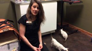 Dr. Schell Calgary Vet talks about Kitten tooth brushing