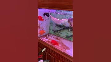 Hồ tảo nâu và quá trình sd AQUA MAX 3 (ngày đầu tiên )