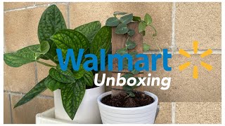 Houseplants From Walmart.com