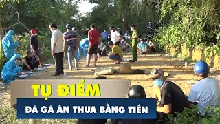 Sóc Trăng Bắt Quả Tang Tụ Điểm Đá Gà Ăn Thua Bằng Tiền