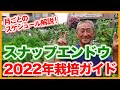 家庭菜園や農園のスナップエンドウ栽培2022年開始！植え付けから収穫まで月毎の育て方を解説！/Tips for Cultivating Snap Peas from a Japanese Farmer