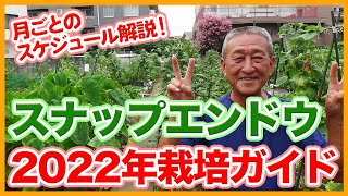 家庭菜園や農園のスナップエンドウ栽培2022年開始！植え付けから収穫まで月毎の育て方を解説！/Tips for Cultivating Snap Peas from a Japanese Farmer