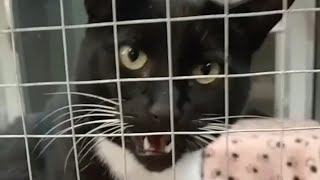 Cat meows compilation #51