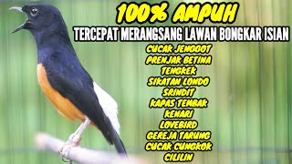 MURAI BATU GACOR 100% AMPUH BUAT MEMANCING EMOSI LAWAN AGAR BONGKAR ISIAN