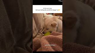 He's Just Telling The World He's Happy #dog #funny #dogs #cute #animals #fyp