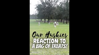 OUR 4 HUSKIES REACTION TO A BAG OF TREATS! | #SHORTS