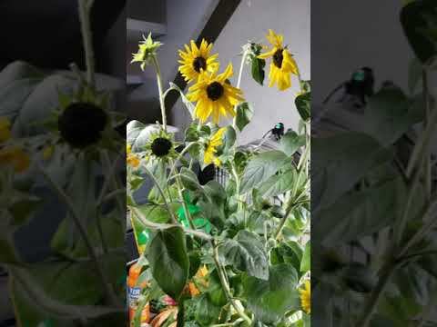 How To Prune Reblooming Sunflowers