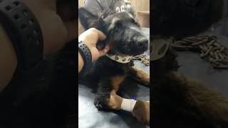 Maxy Got Canine Parvo Virus  #pkvetcare #viral #dog #doglover #shorts #shortvideo #pets #animal