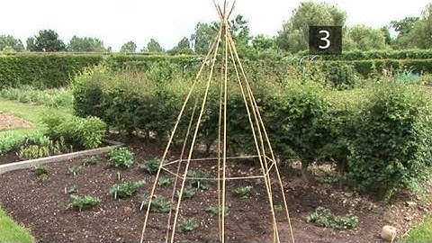 How To Make A Wigwam Support For Runner Beans