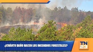 ¿Cuánto daño hacen los incendios forestales?