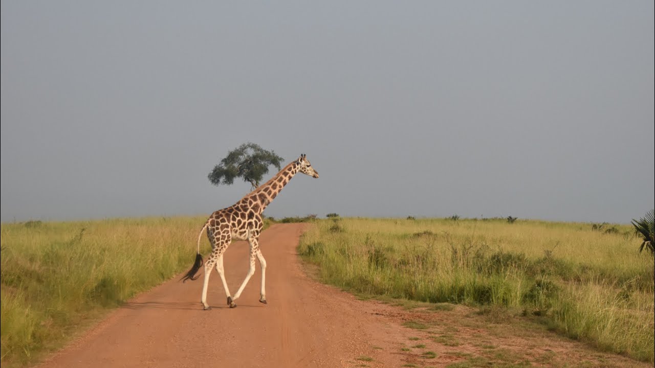 Incredible encounters at Murchison's Fall National Park: Uganda's largest and oldest National Park