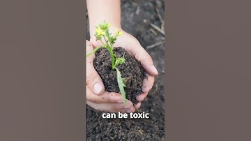 Do Plants Like Coffee Grounds?