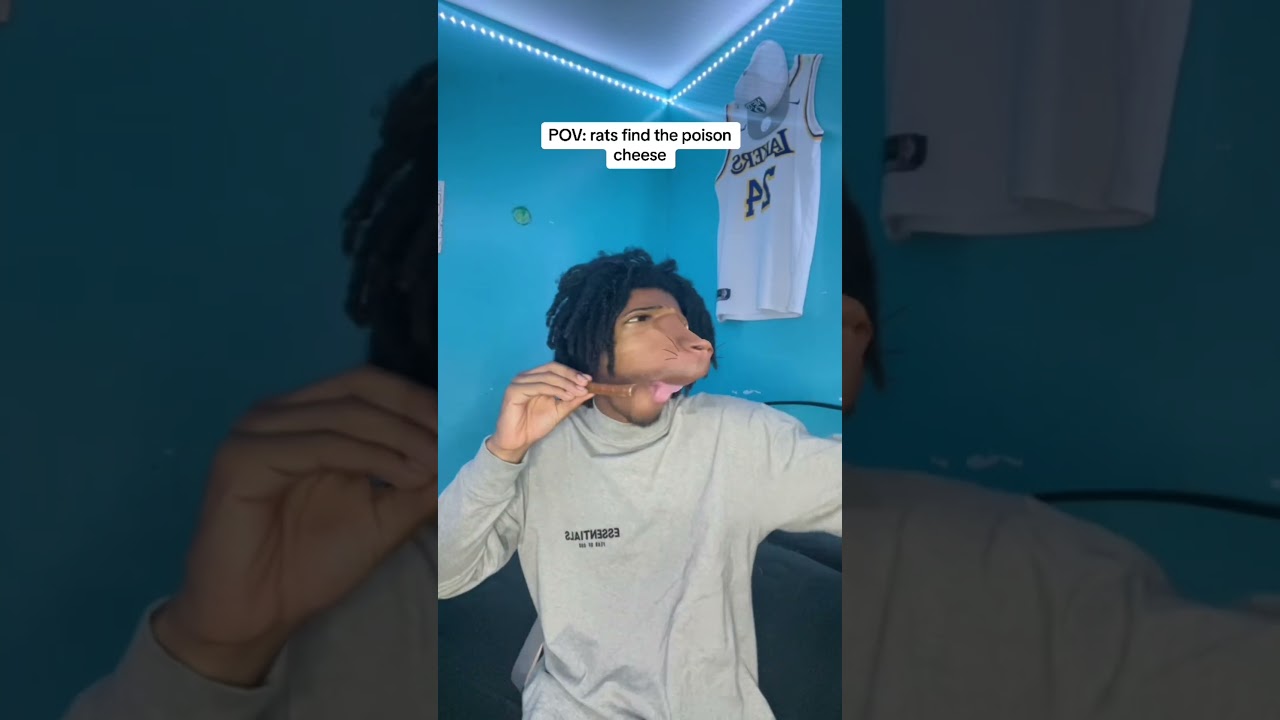 POV : rats find poison cheese 😂😂