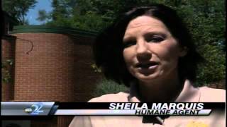 Several Cases of People Leaving Dogs in Hot Cars:Citizens Face Charges