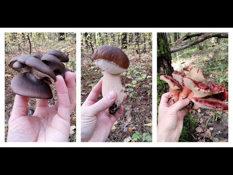 Video: Falešný russula: vlastnosti a vlastnosti