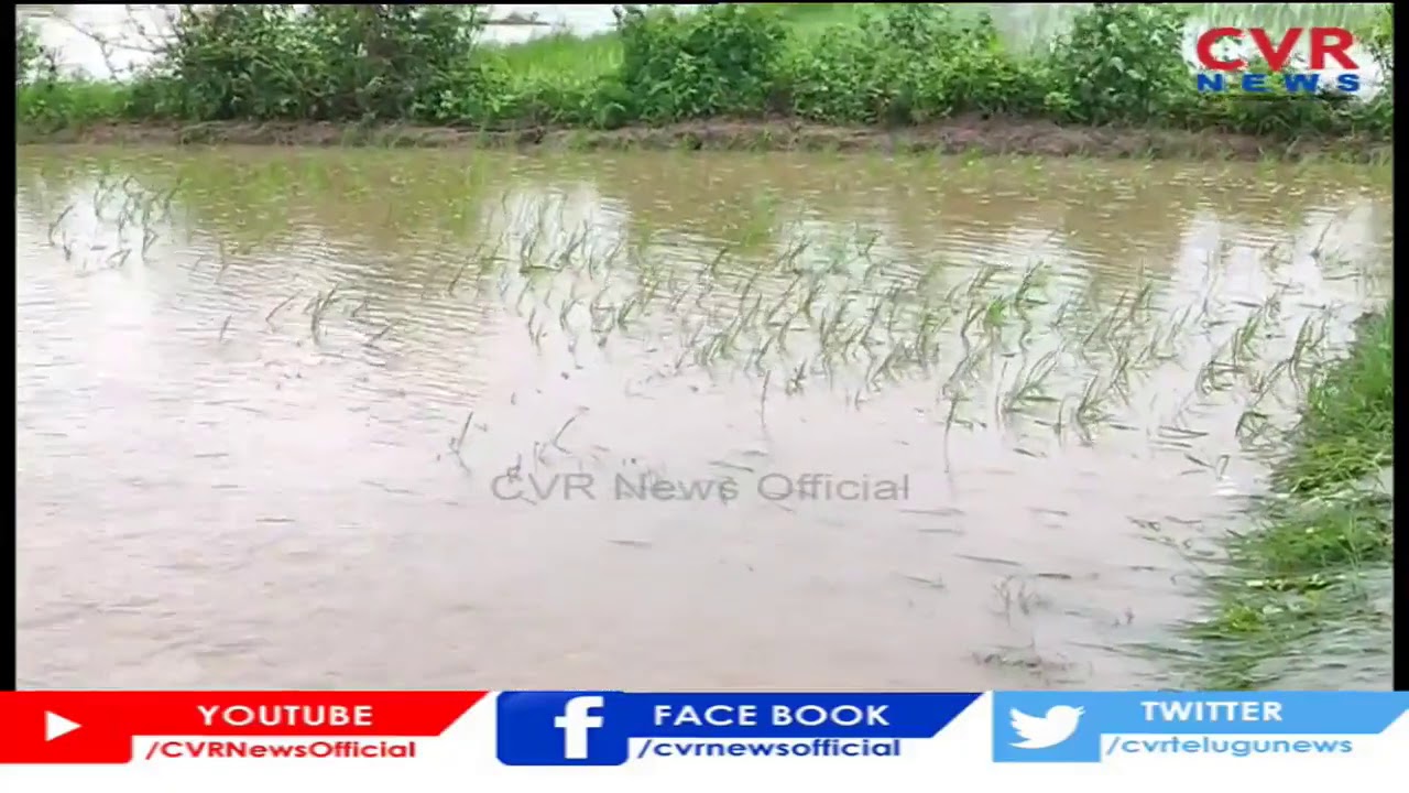 Heavy Rains Damage crops in Warangal District | CVR News - YouTube