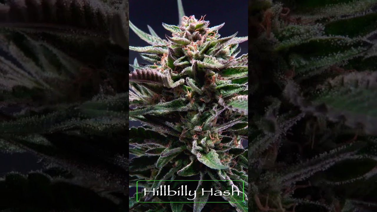 Hillbilly Hash: CBD Hemp Flower