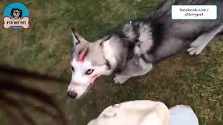 Take My Husky to the Park and He Runs Like a Wild Horse again, Dirtying All My Clothes by PTB My Pet 29 views 3 years ago 1 minute, 11 seconds