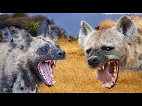 African Wild Dogs vs Hyenas