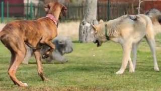 Hiddekel Eri & Sven 2