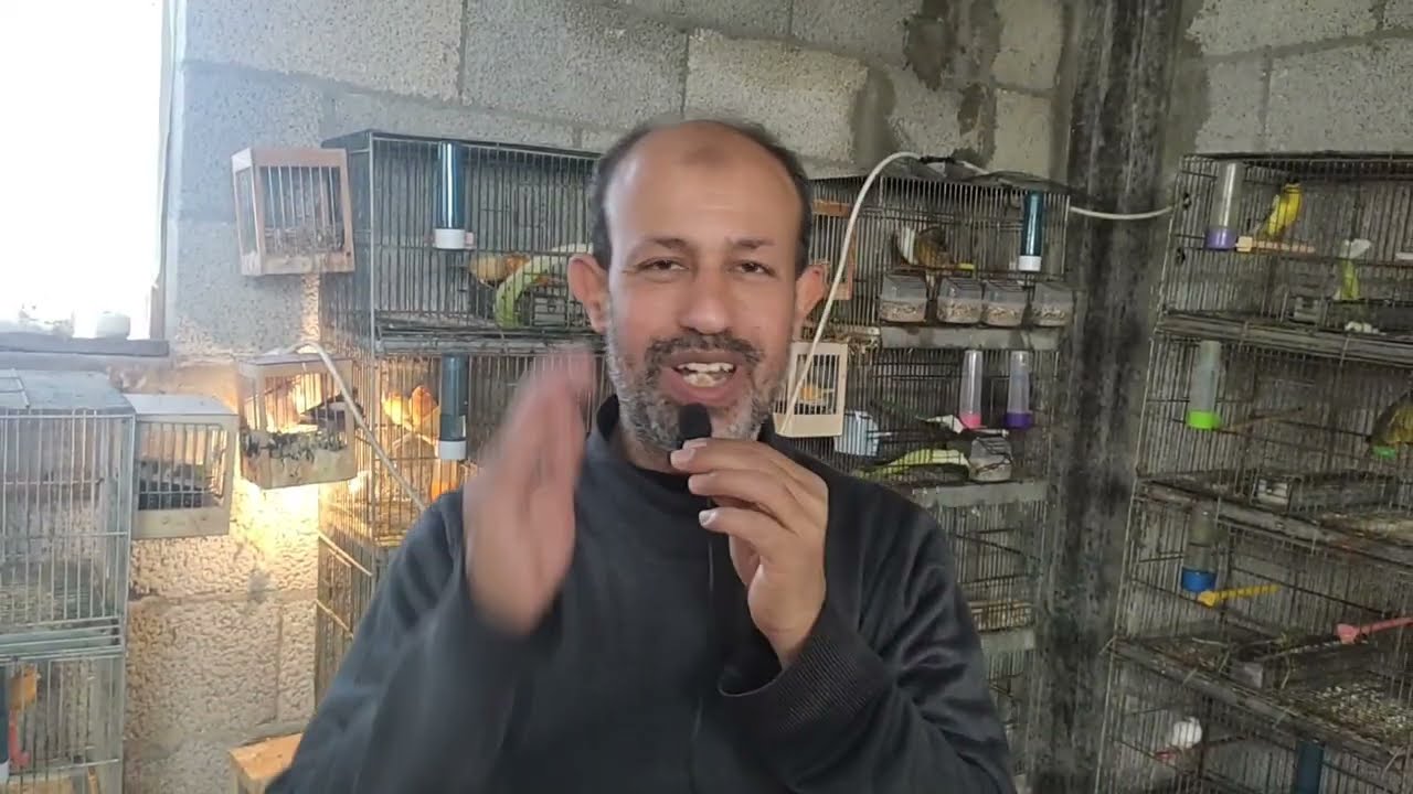 معلومات مهمة وجديدة بشأن موت الفروخ بعد الفطام وأشياء أخرى # تابعونا