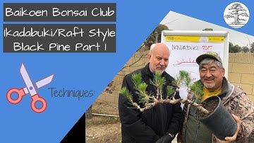How train a bonsai in Ikadabuki or Raft Style using a Black Pine - Technique - Baikoen Bonsai Club
