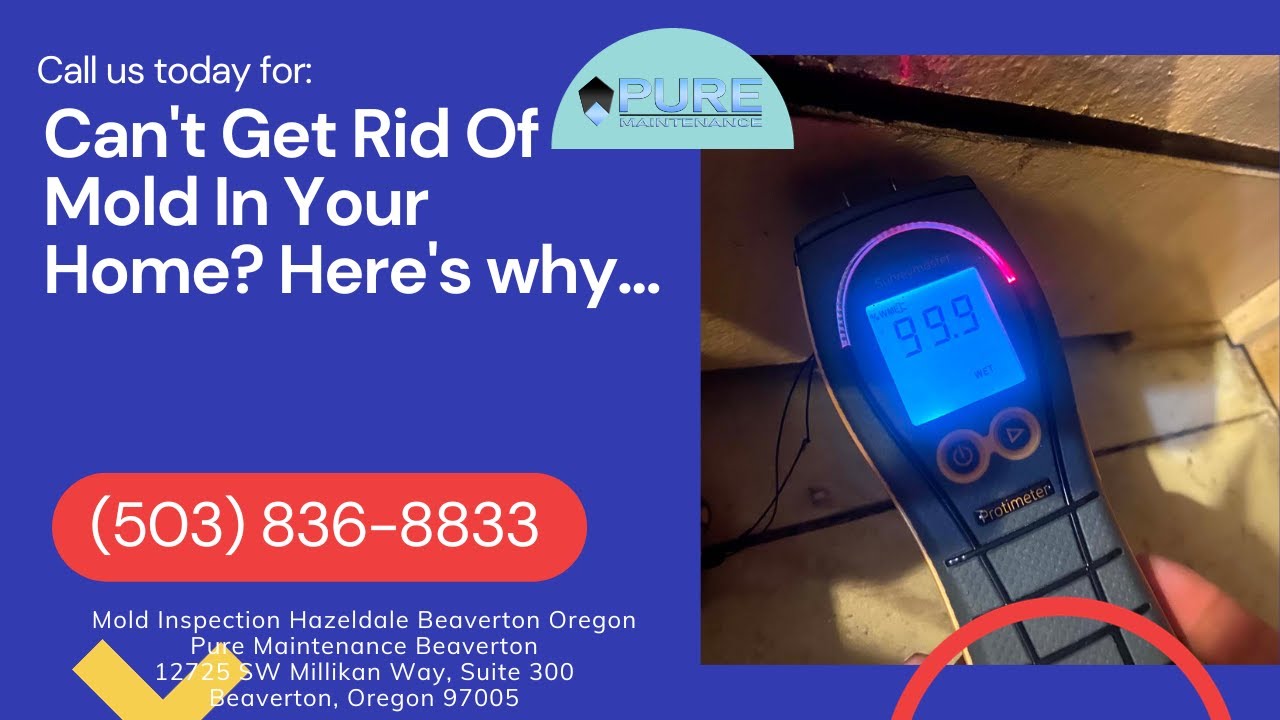 Mold Inspection Hazeldale Beaverton Oregon Pure Maintenance Beaverton