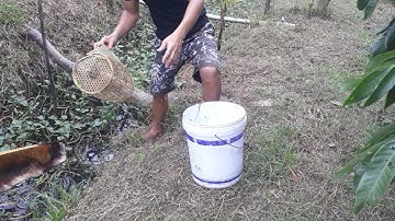 Đặt lờ bọt cá sặc ăn qua cơn dịch