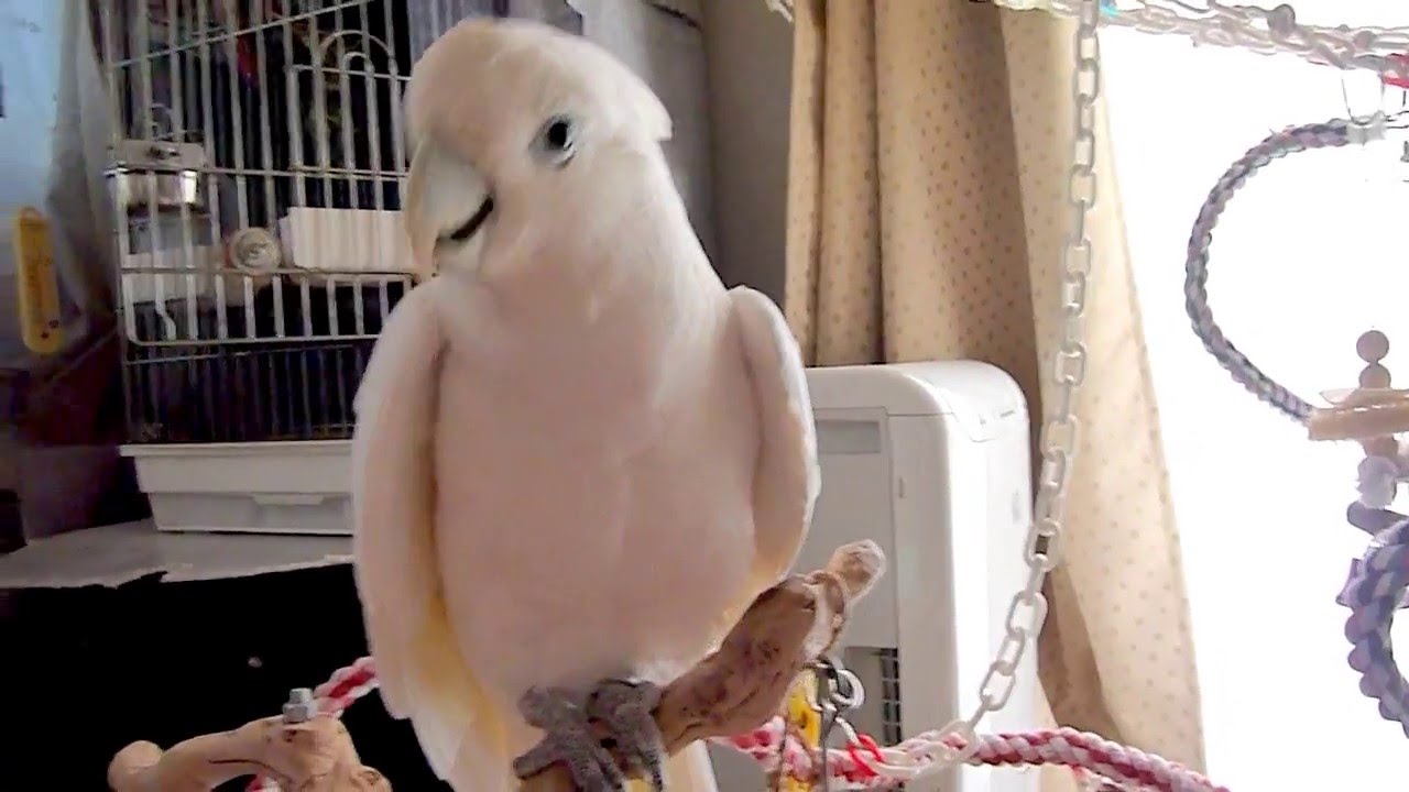 ソロモンオウムたろちゃん だらだら喋りたいこと喋ってるよ Talking