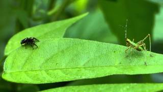 Celebrity Jumping Spider Decides Against Taking Cricket, The Katydid Nymph Net Worth