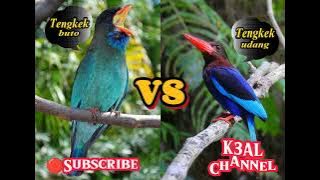 Tengkek Buto vs Tengkek Udang dengan terapi gemericik air _ masteran sang juara