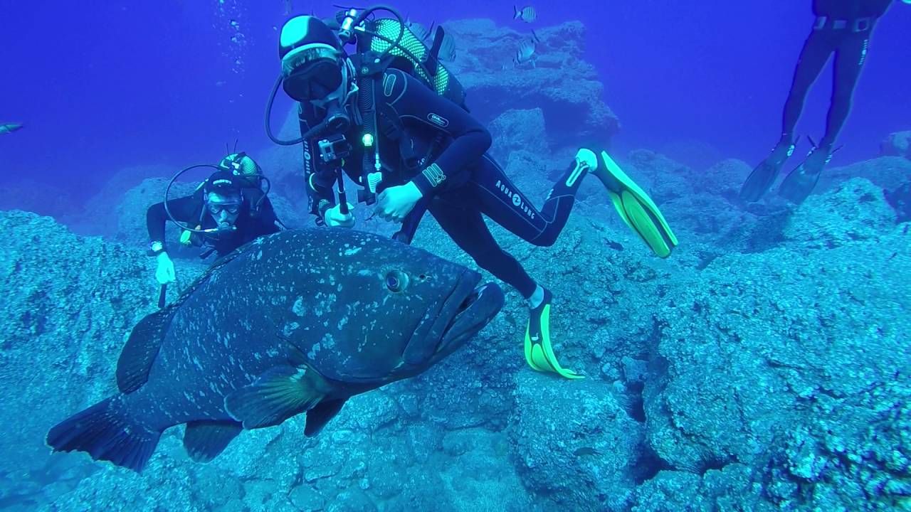Scuba Diving with the Madeira Divepoint team, Garajau and it's awesome Grouper